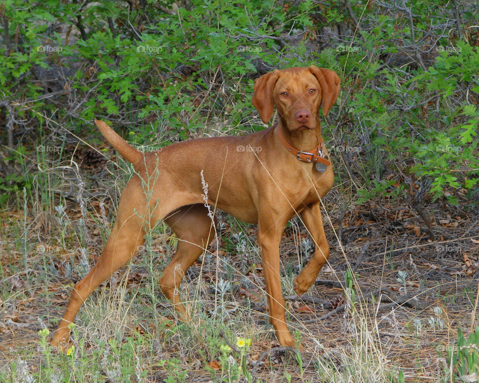 Young Vizsla posing outdoors