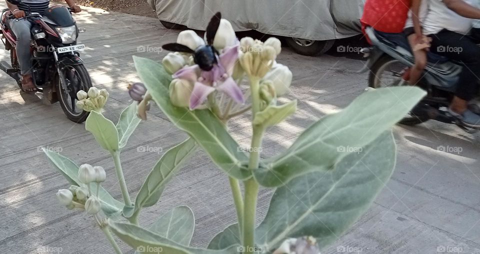 Calotropis gigantea and bumble bee!