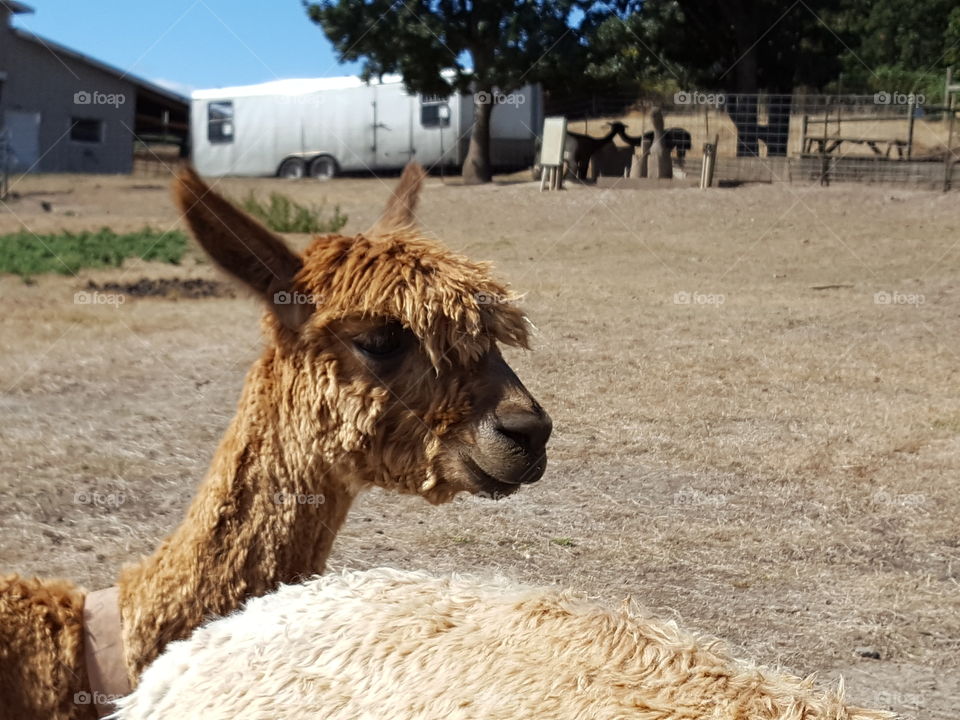 Close-up of two alpaca