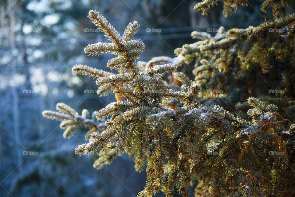 Spruce branch in the winter