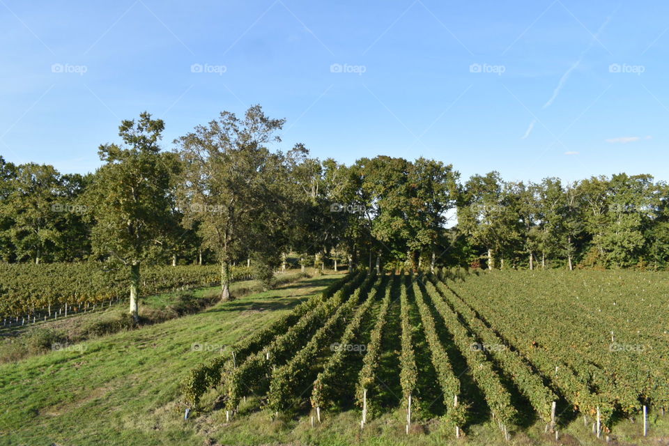 Vineyards in autumn