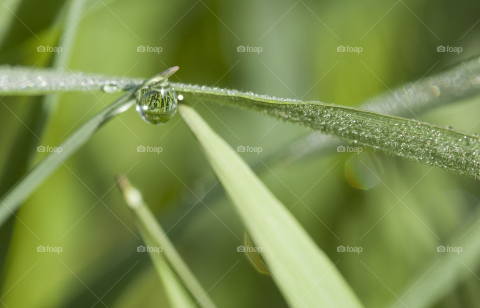 dew drop is natural mirror concept.  macro photo of green grass reflected in a dew drop
