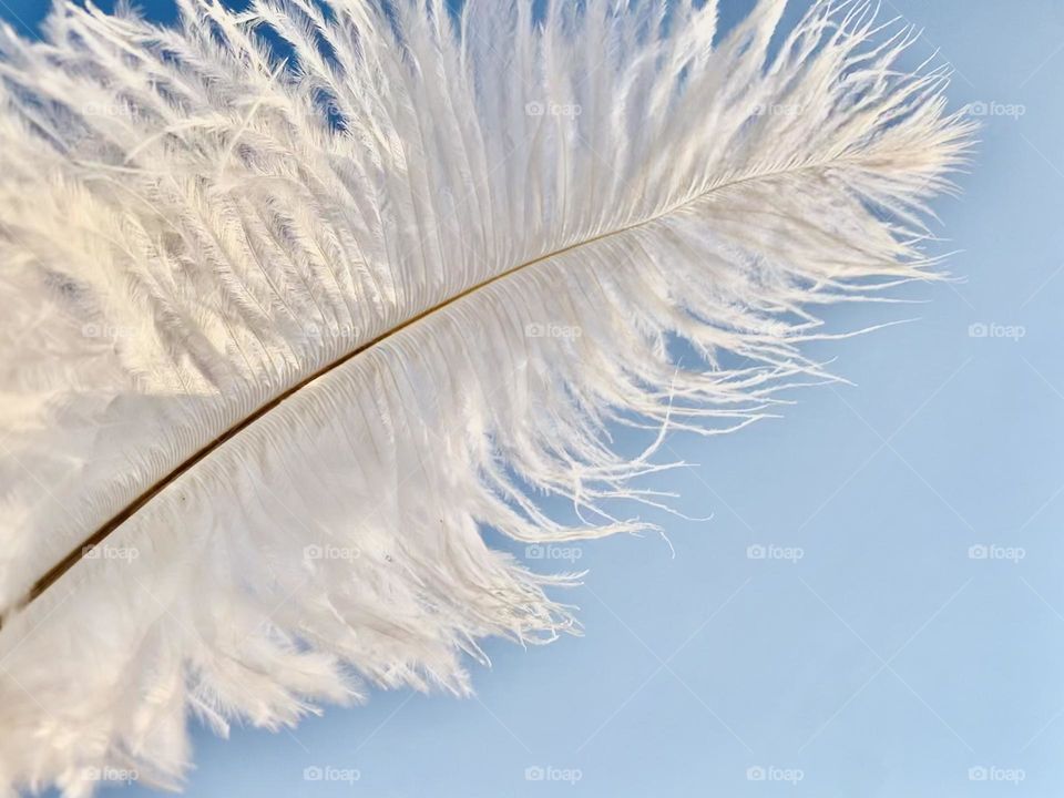 Feather 