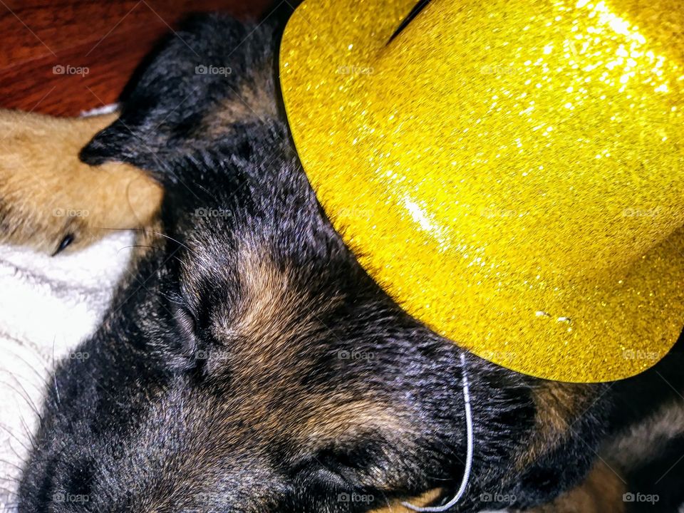 party pup. puppy in yellow sparkly hat
