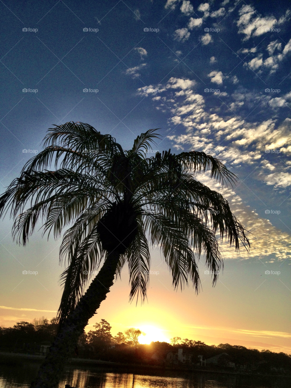 sky morning tree palm by bcpix