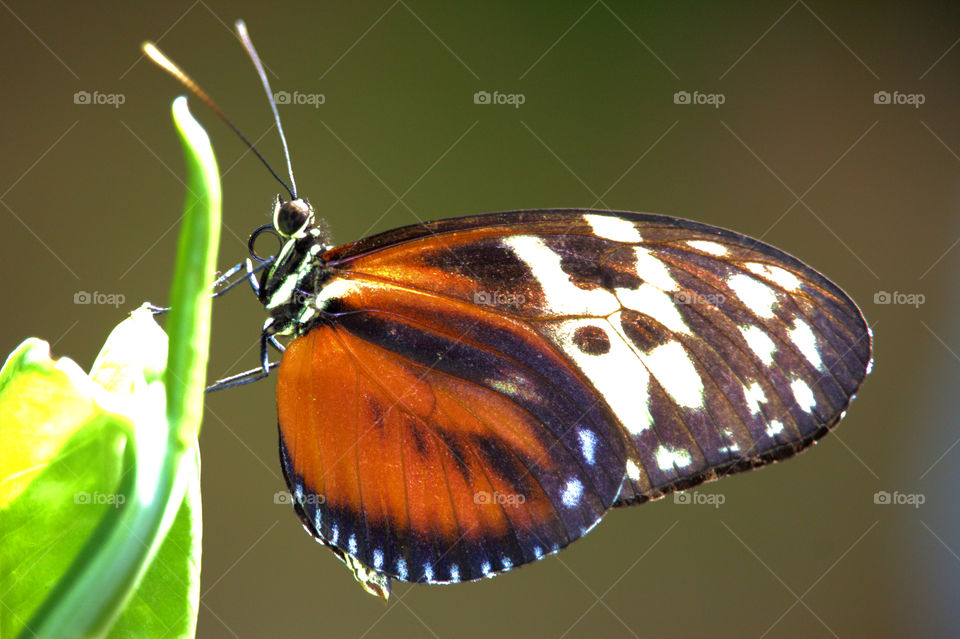 Butterfly, Insect, No Person, Nature, Wildlife