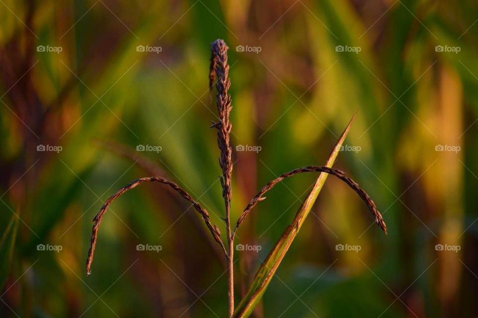 Close up on a plant 