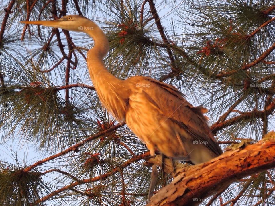 Niceville heron