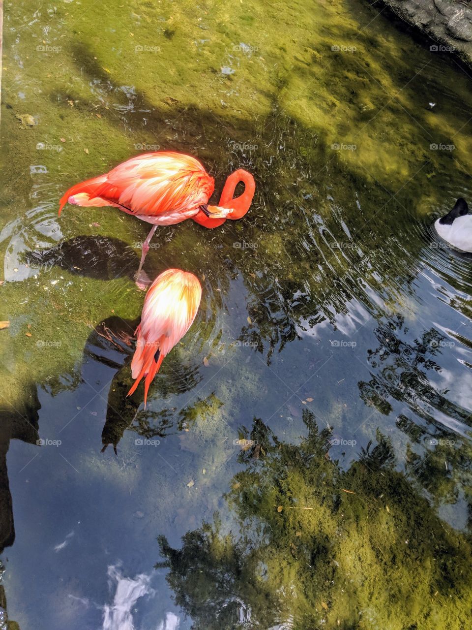 flamingos