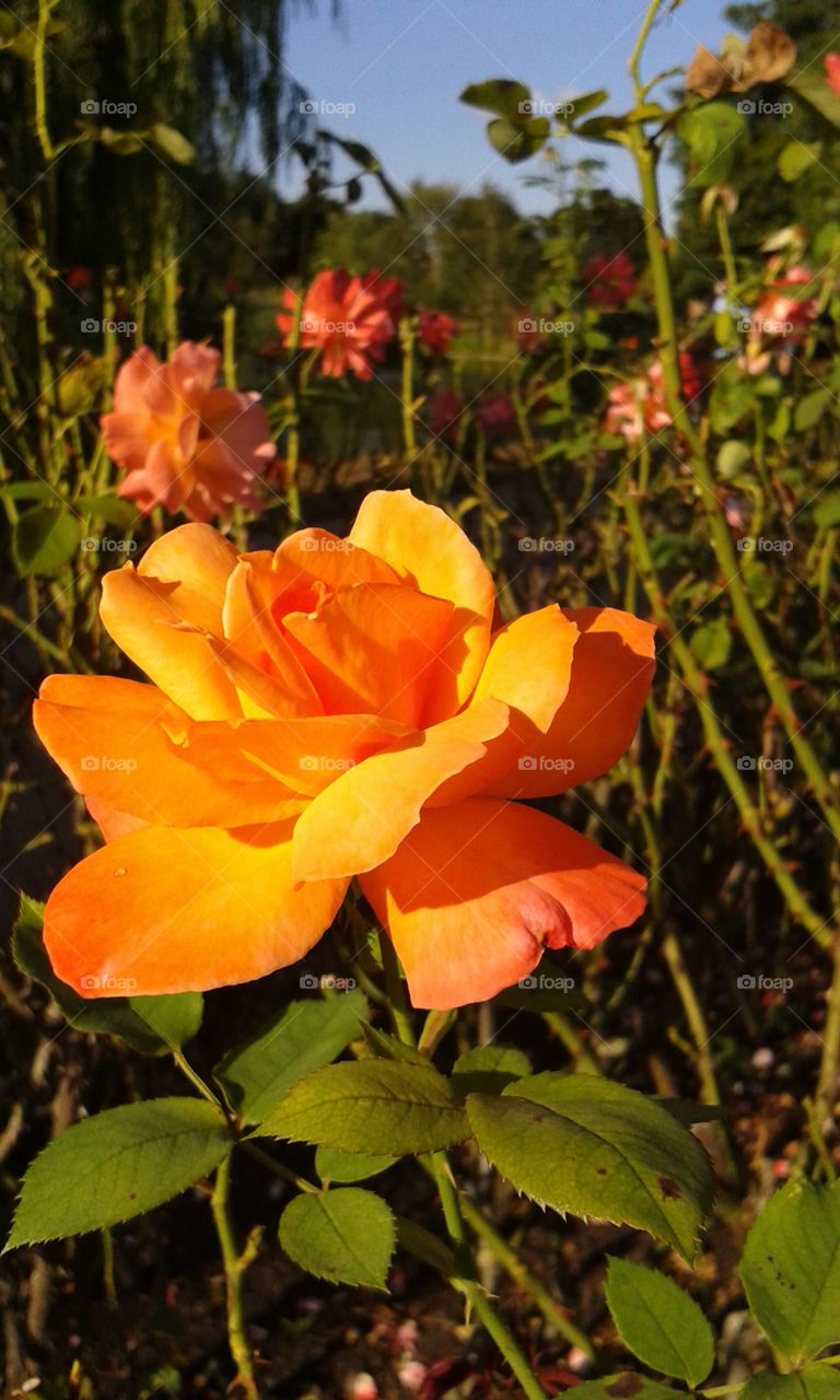 orange roses