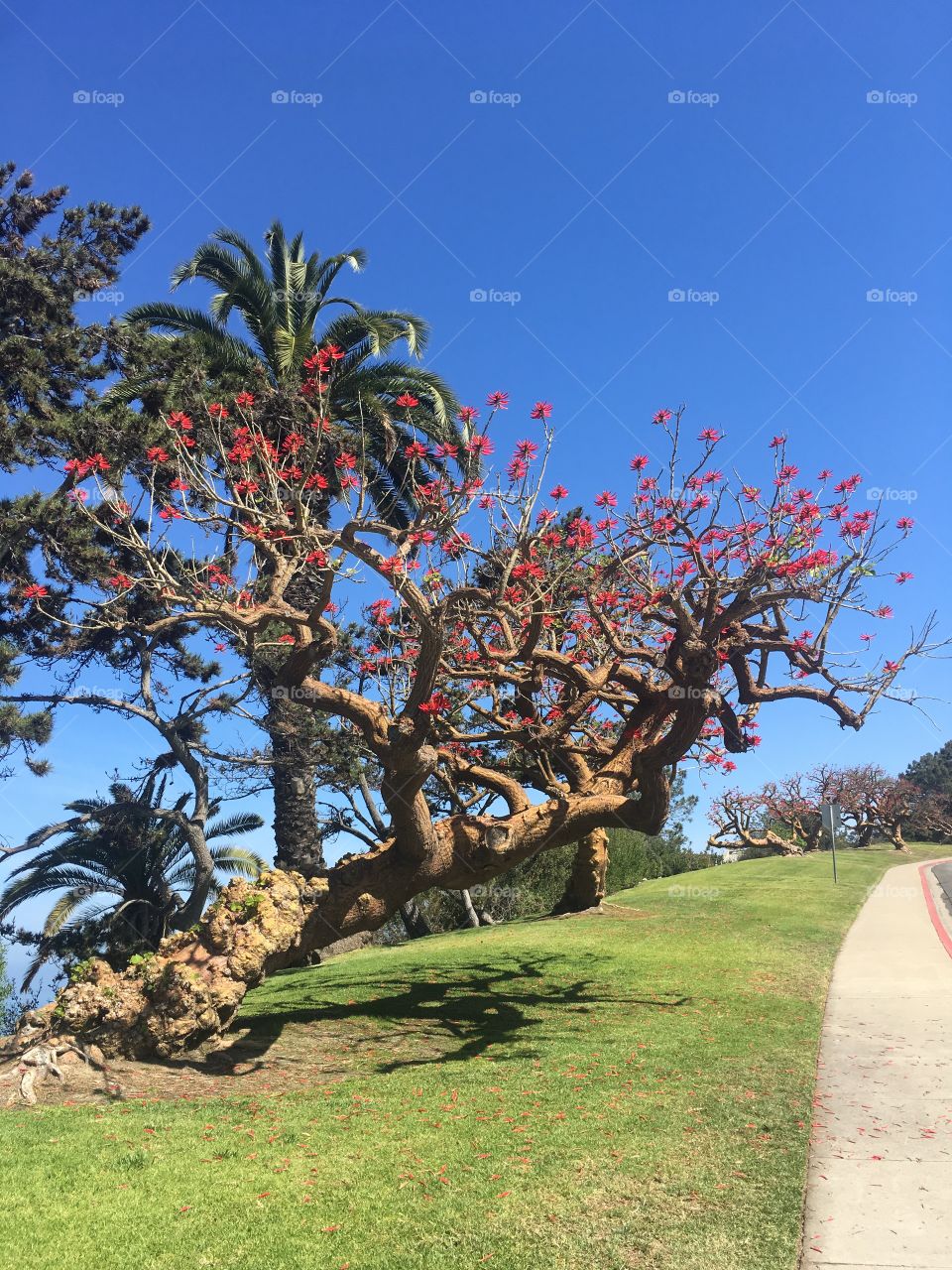 Californian side-walk