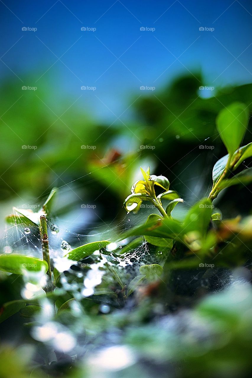 Spider web on plant