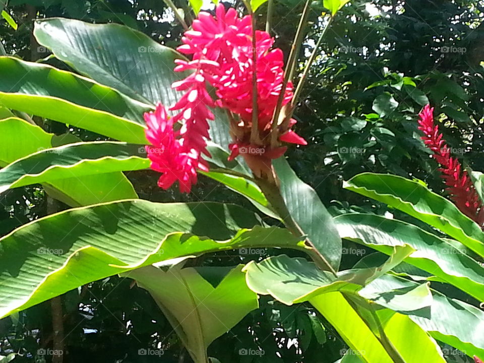 Tropical Flower