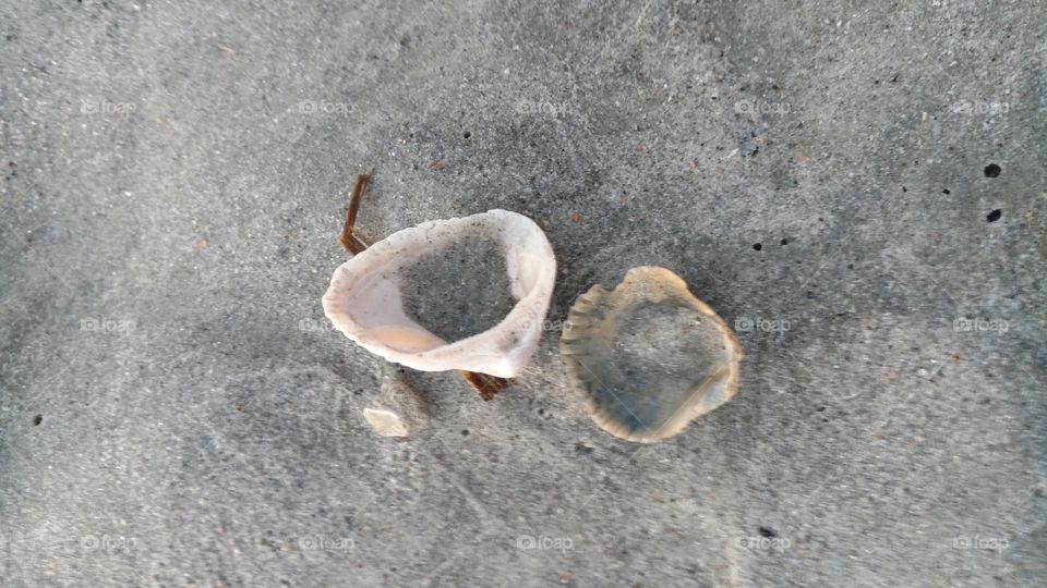 beached shells