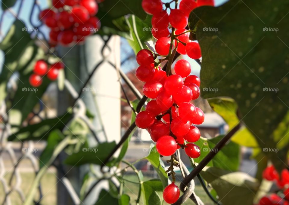 A vine with red berries growing on a chain link fence in an urban area