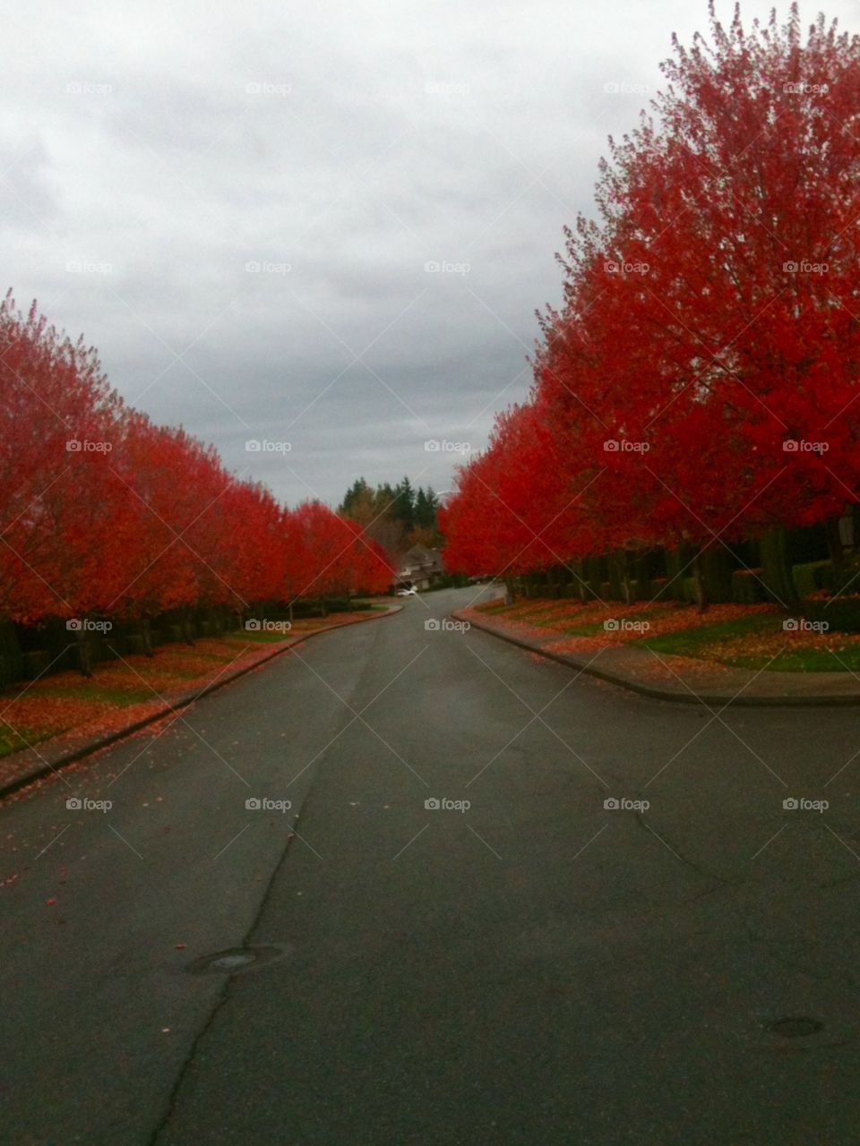 Intense red trees
