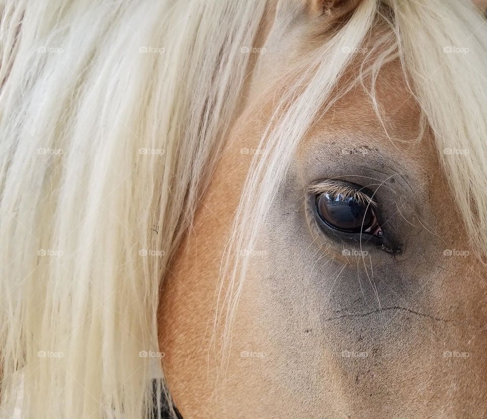 Close up side profile of a Halflinger horse