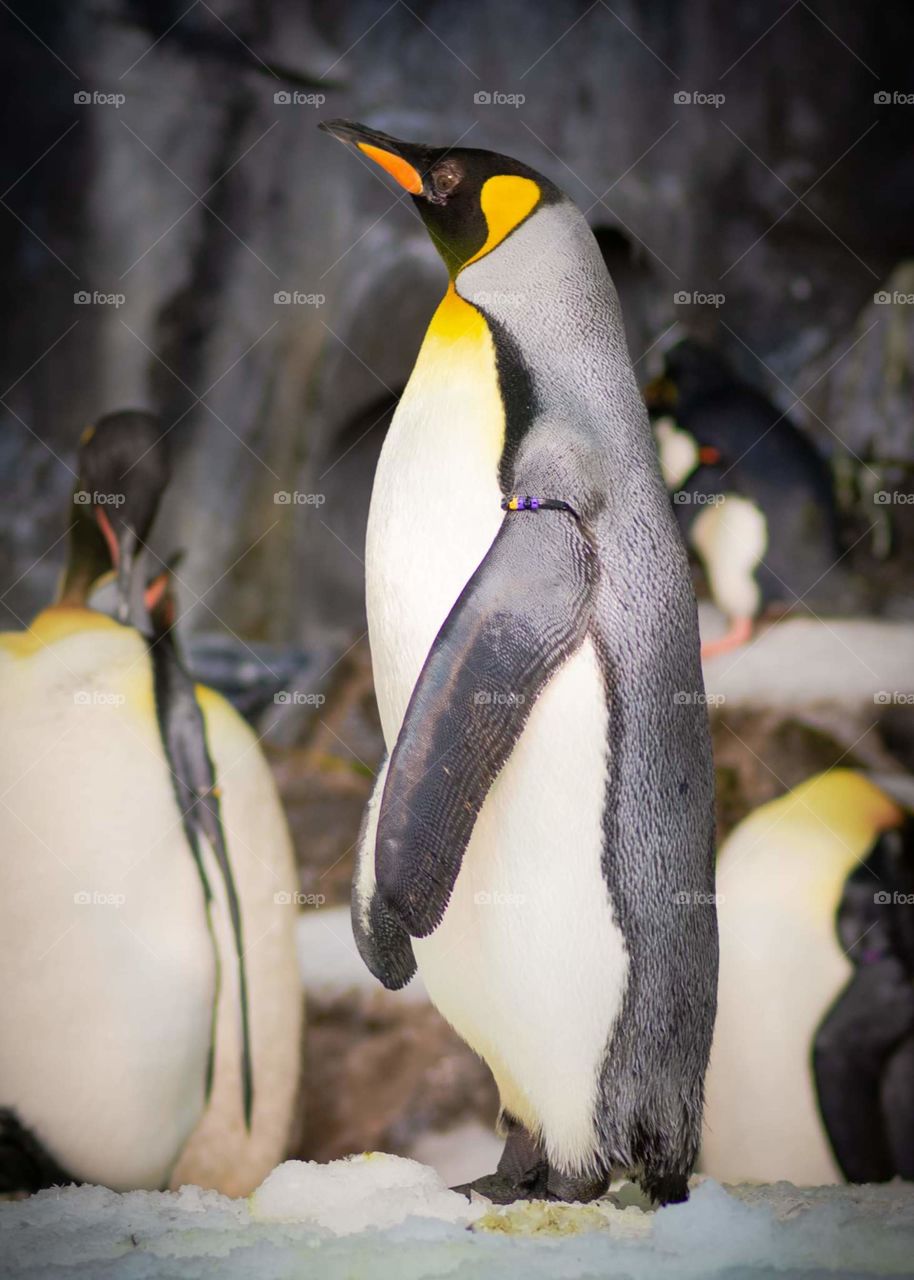 beautiful king penguin with a gray back and white belly and a black and yellow face standing side profile among a group of other penguins