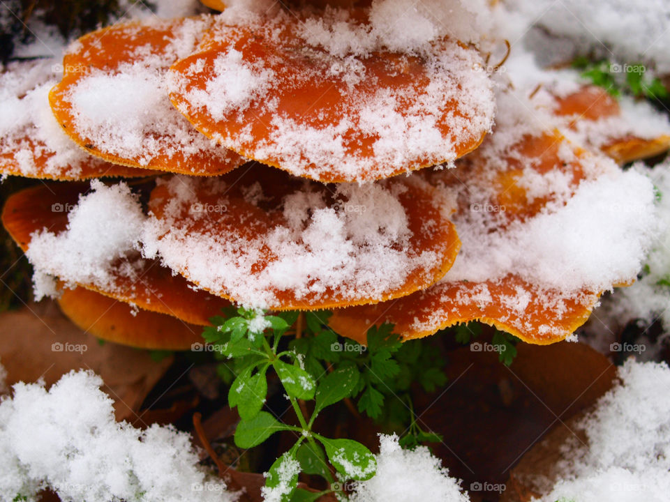 Snowy enokitake mushroom in forest.