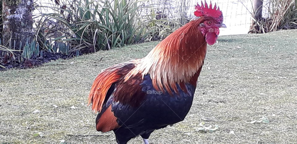 Coq