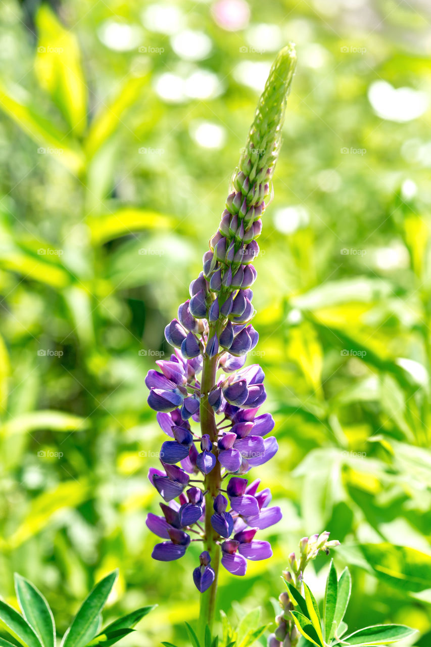 Close-up of purple flower