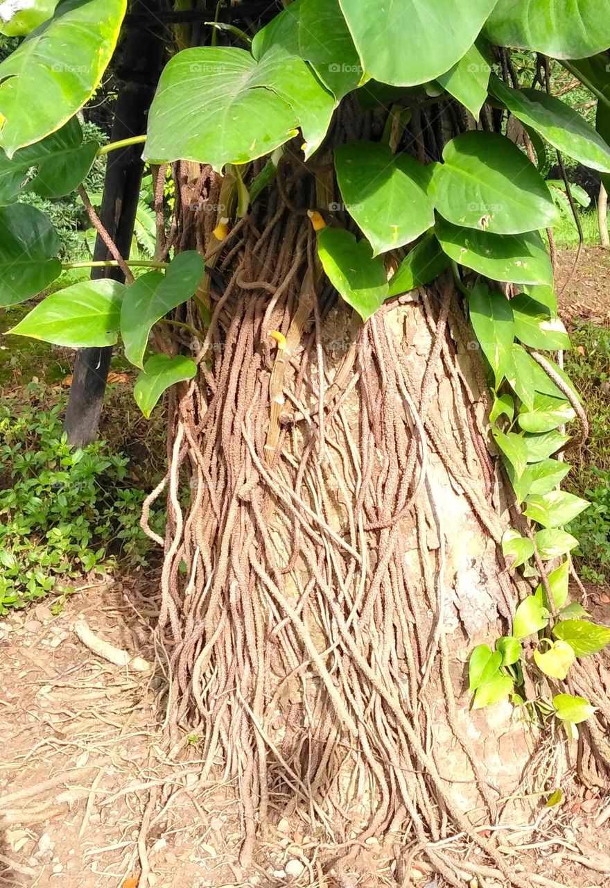 Vines on wild tree