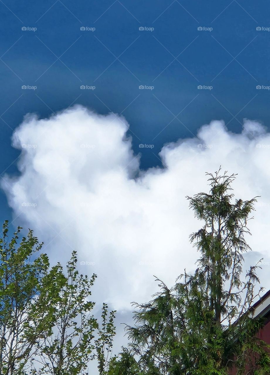 looking up on a clear blue sky day while out walking to see a white heart-shaped cloud above the trees and buildings