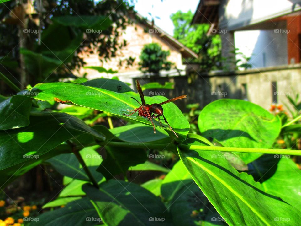 Wasp perched on green leaf in garden