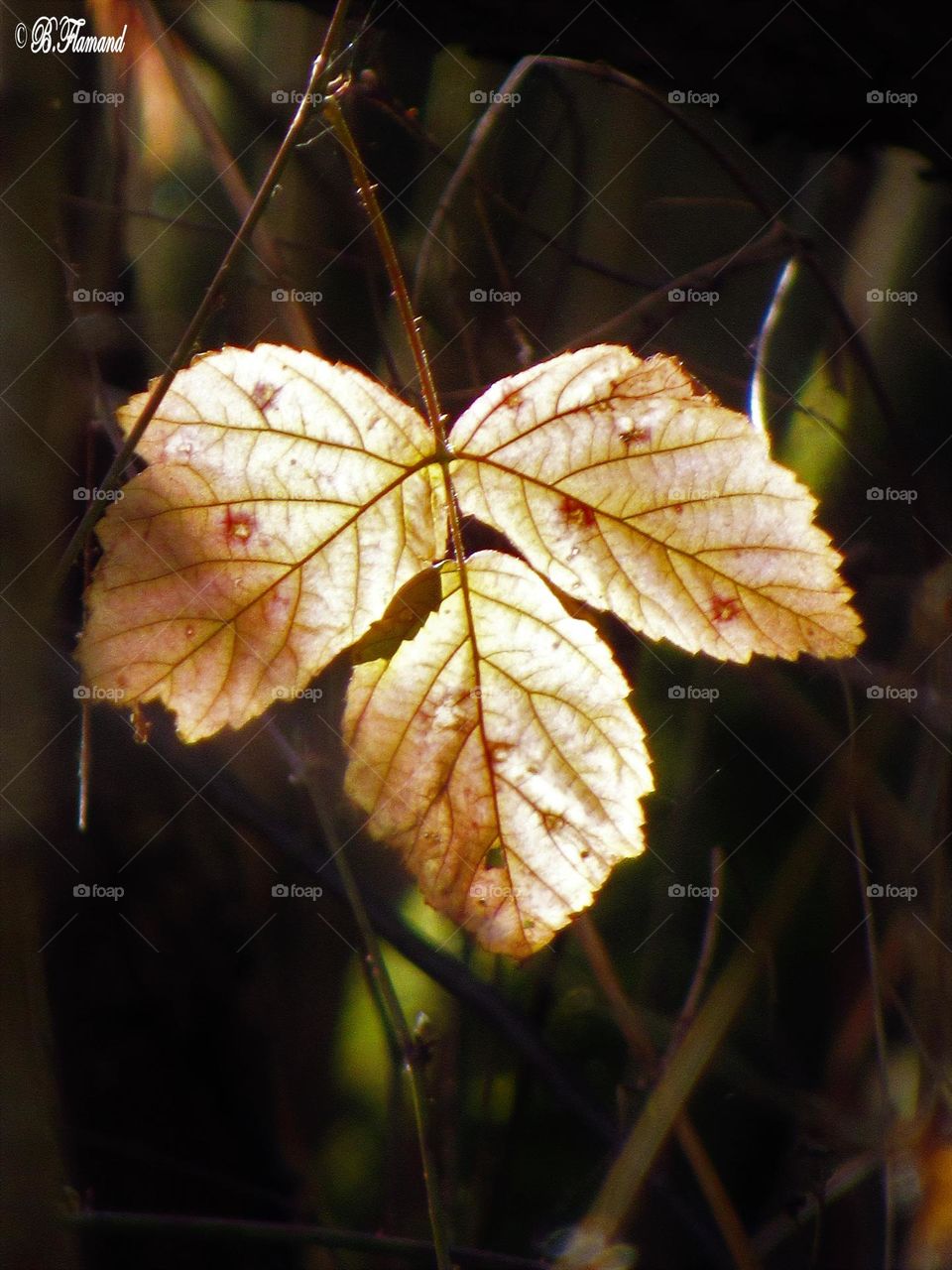 Leaves