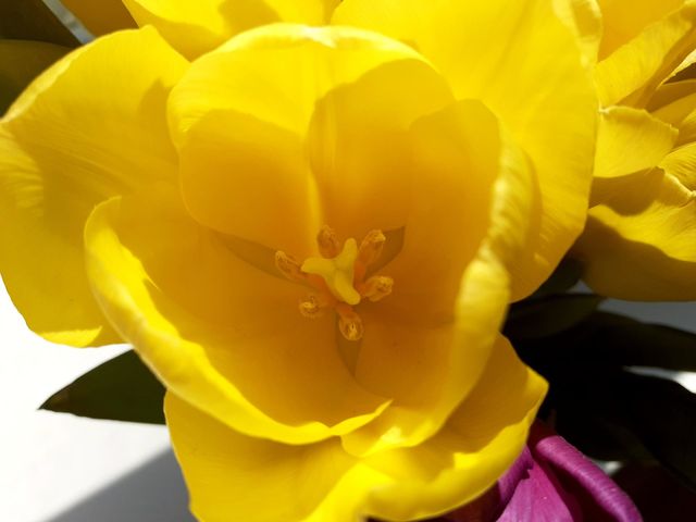 sunny tulips