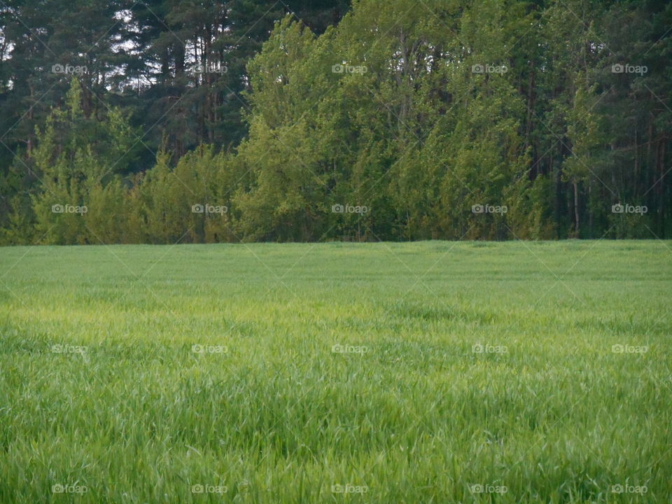 Landscape, Tree, Hayfield, Environment, Field