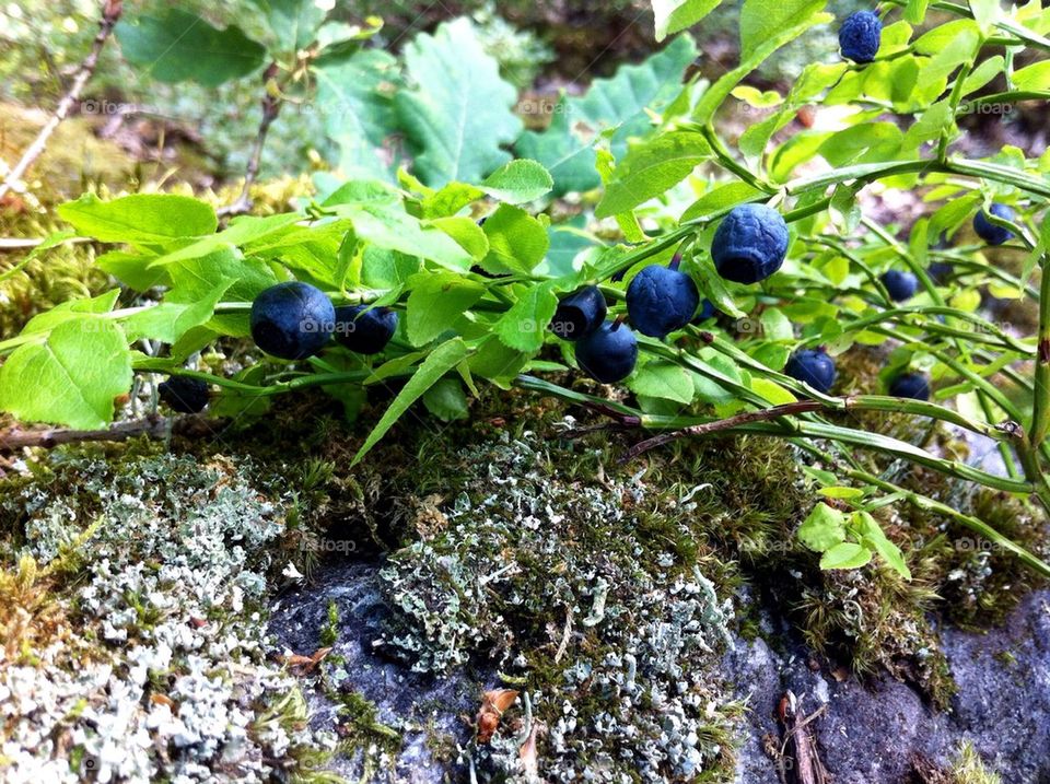 Forest with blueberry sprig.