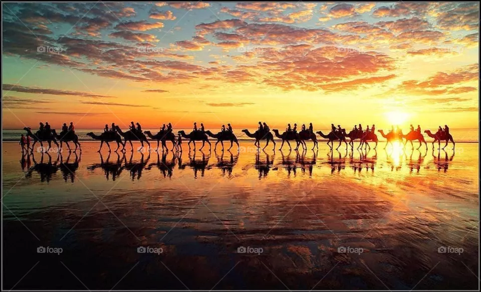 Camel