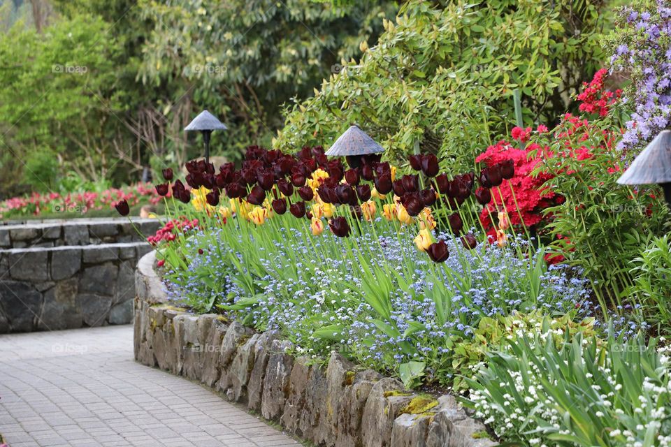 Tulips in the garden 