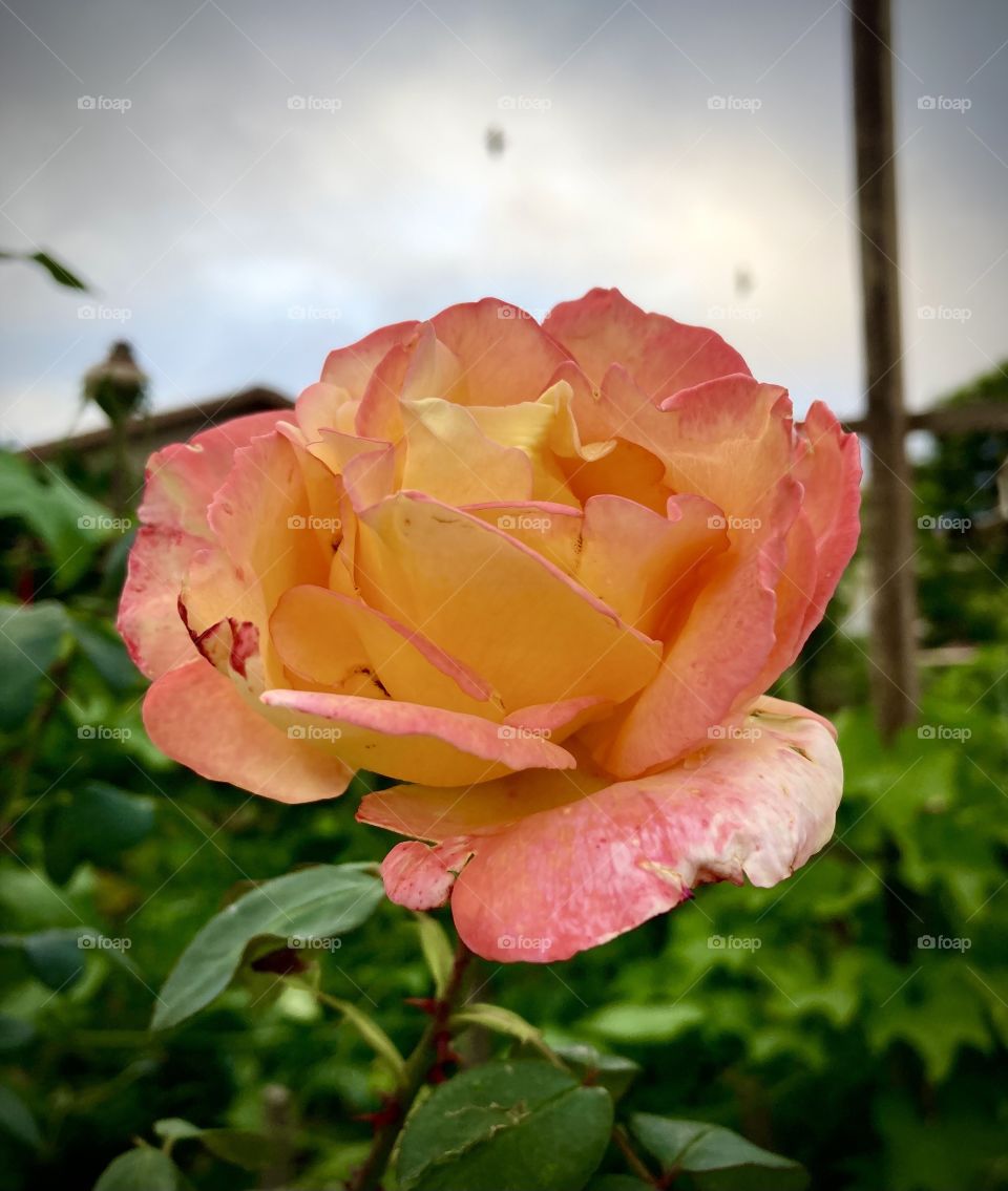 🌹 🇺🇸 Very beautiful flowers to brighten our day.  Live nature and its beauty. Did you like the delicate petals? / 🇧🇷 Flores muito bonitas para alegrar nosso dia. Viva a natureza e sua beleza. Gostaram das pétalas delicadas? 