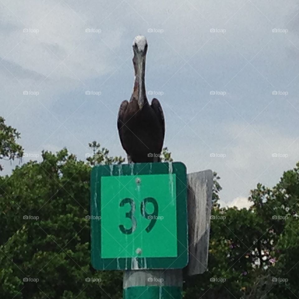 Pelican on marker 39