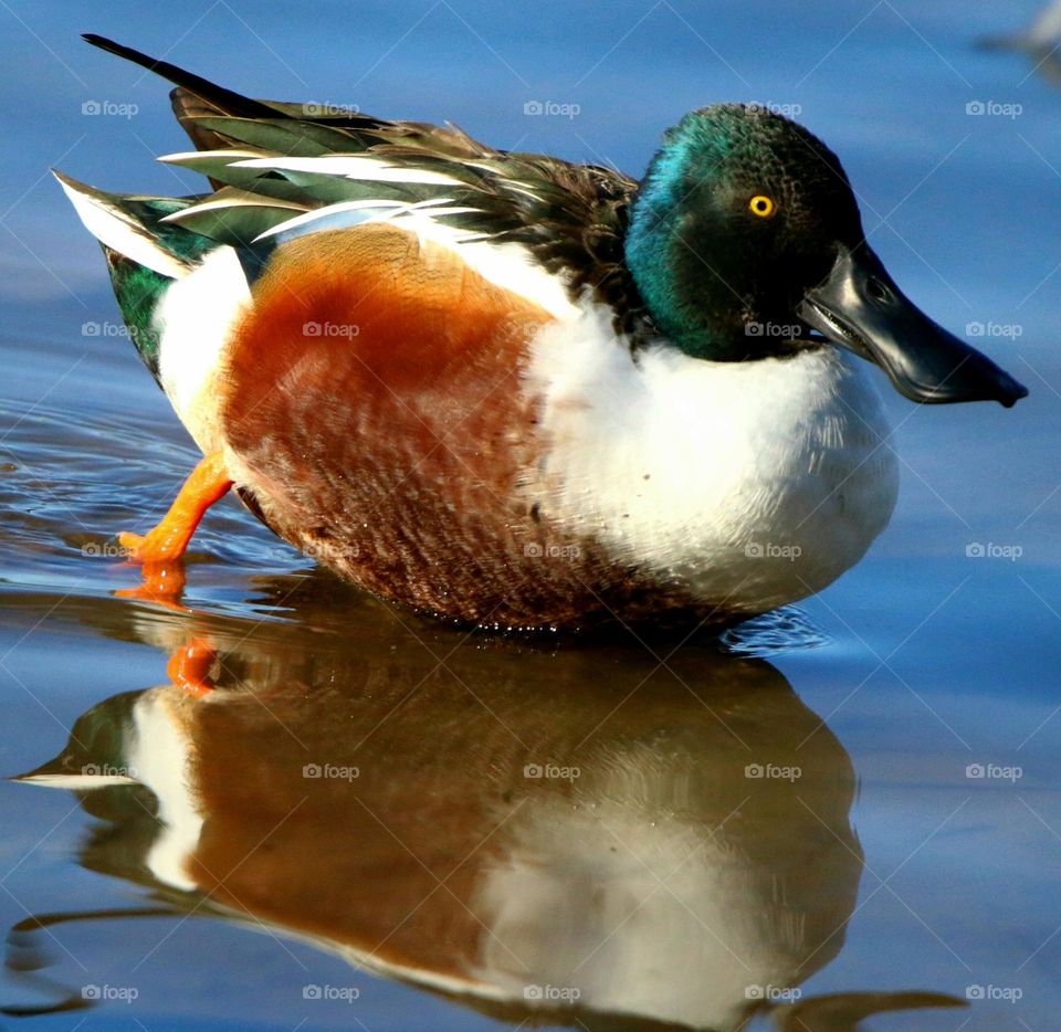 Northern Shoveler Duck in Water