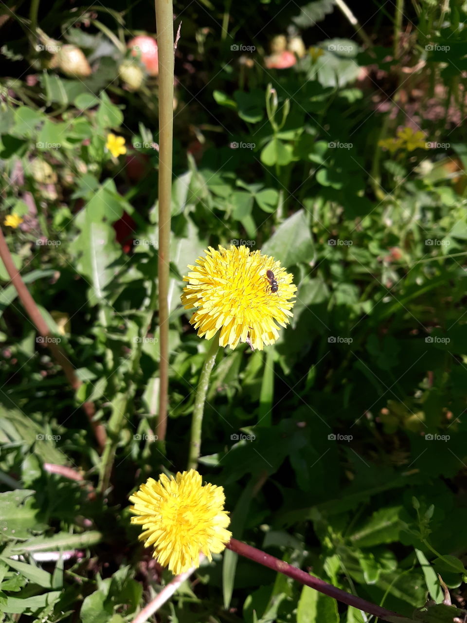Dandelions growing wild in the strawberry patch