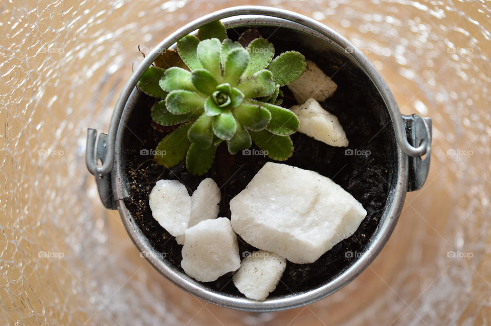 HOUSE PLANT IN POT