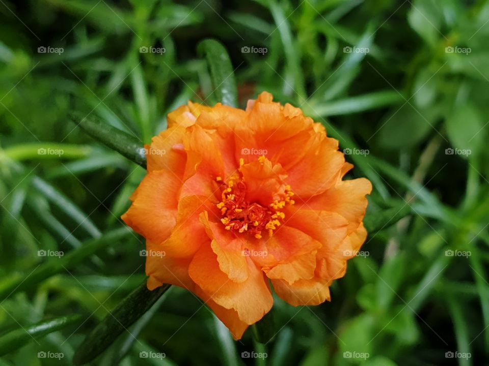 the Portulaca Grandiflora