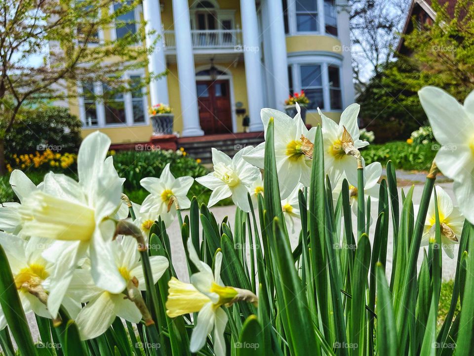 Spring flowers in a garden 