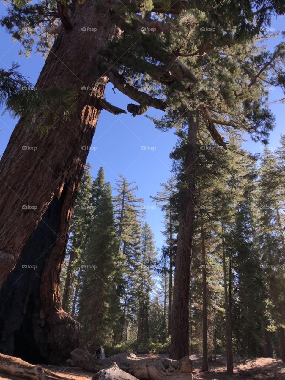 Giant sequoia redwood tree in Yosemite National Park. 