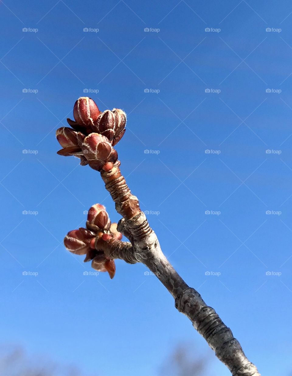 The beauty found in fresh maple tree buds