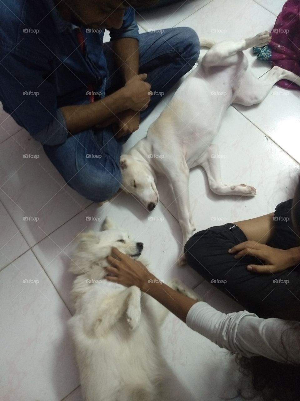 they feel secure with us, pets are like family