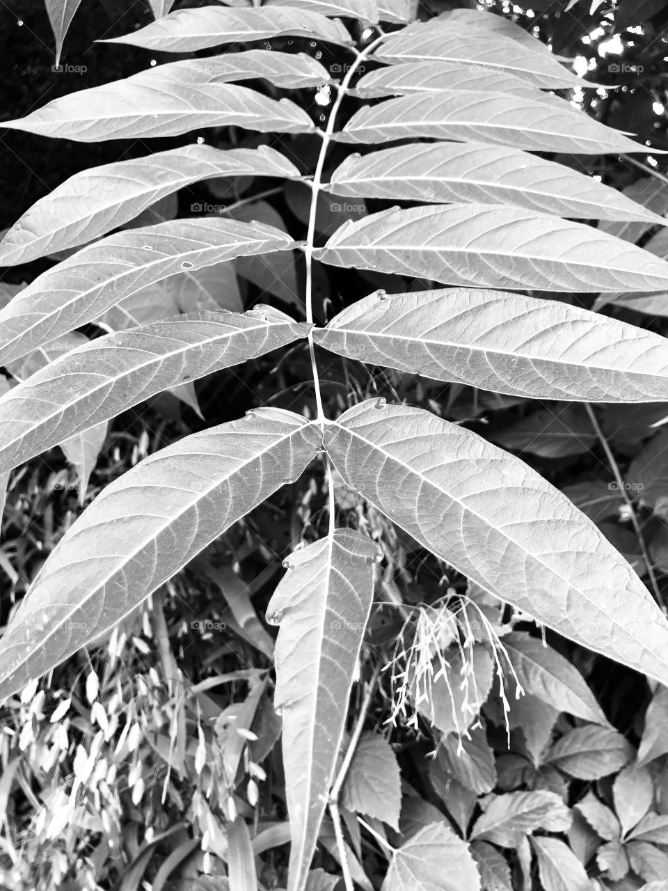Leaves