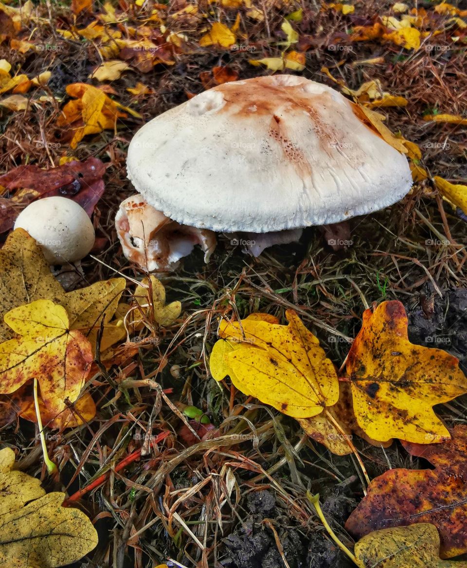 Mushroom and leaves