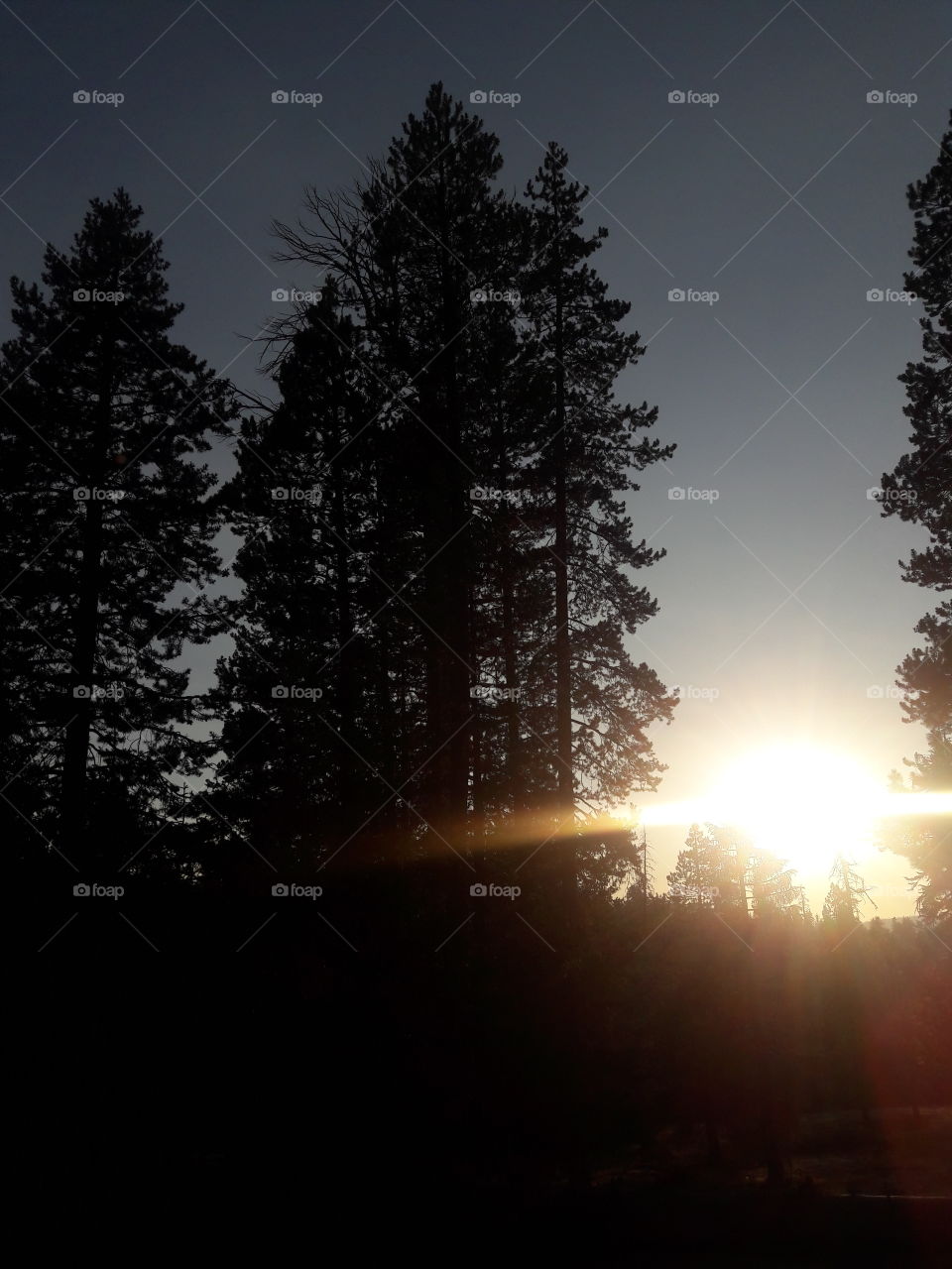 Yosemite Sunlight Through Trees
