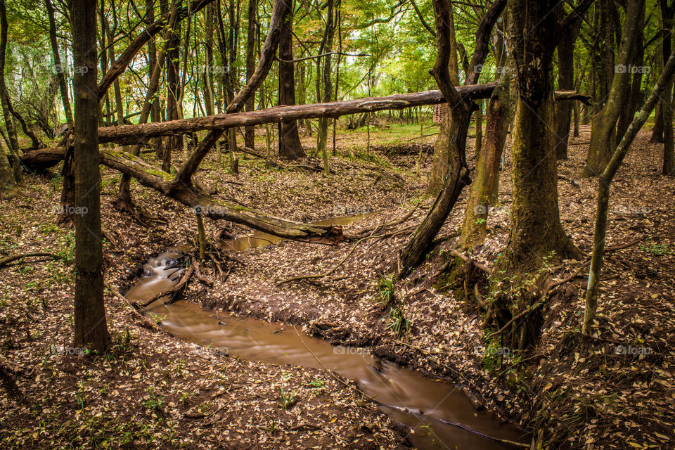 stream running through the woods with fallen tree