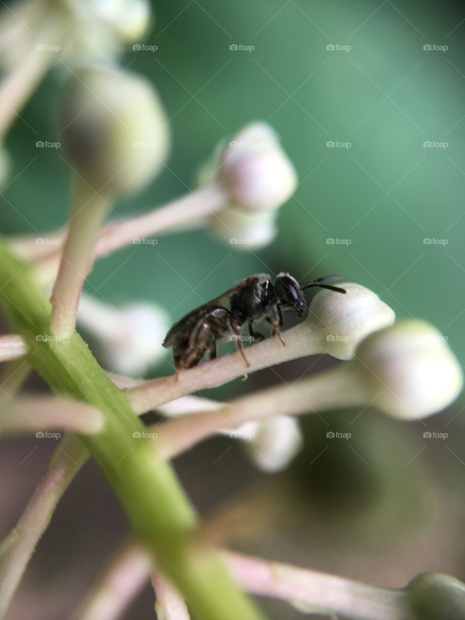 Close-up of buds with insect