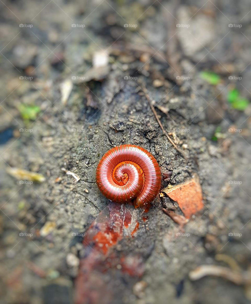 Spiral millipede on the ground. Top view